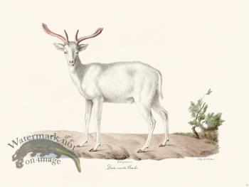 Cuvier 010 Faun White Variety